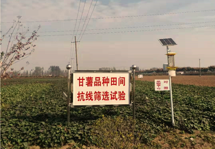 云飛太陽能殺蟲燈為安徽大學(xué)甘薯試驗(yàn)田綠色種